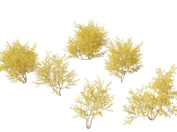 Flowering Garden Shrubs Pack 47 - Image 17