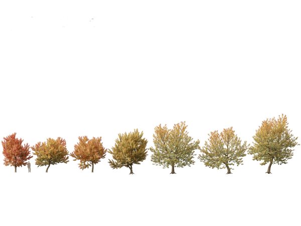 North American Trees & Shrubs Pack 43 - Image 2