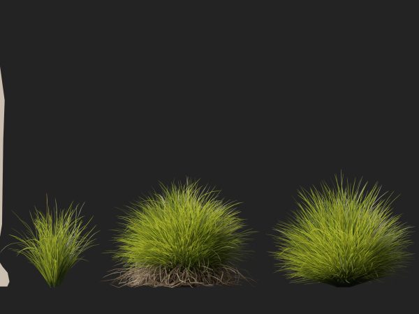 Lomandra confertifolia Little Con - Small Mat Rush 3D Model - Image 10