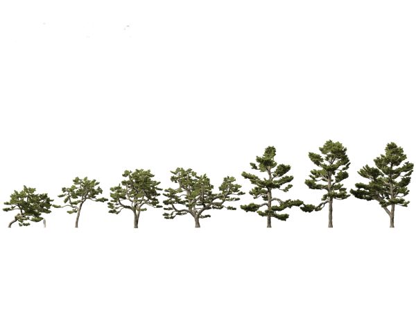 Evergreen Conifers Pack 05 - Image 11