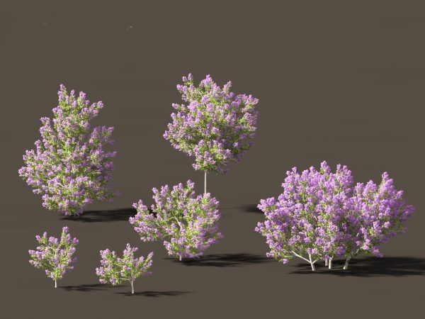 Flowering Garden Shrubs Pack 47 - Image 9