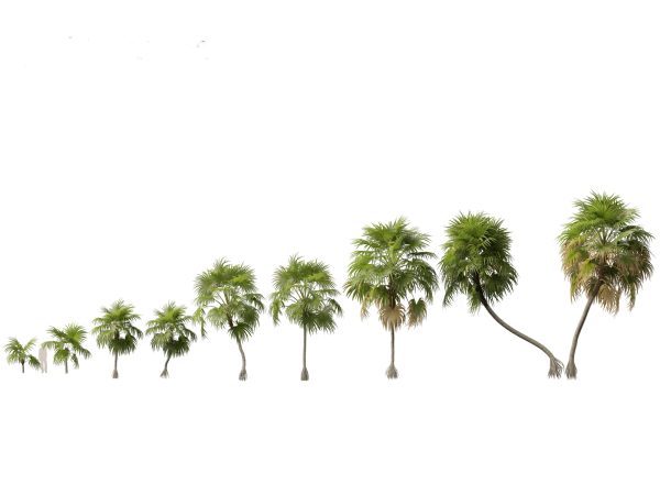Palms & Exotics Pack 25 - Image 12