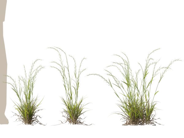 Microlaena stipoides - Weeping meadow grass 3D Model - Image 11