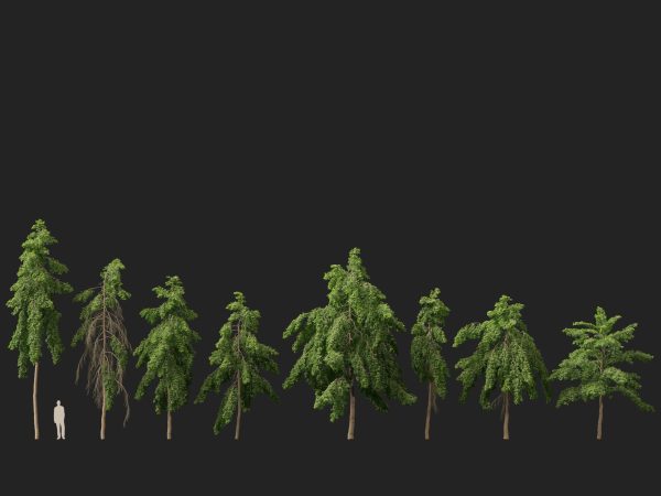 Carallia brachiata Honiara - Freshwater Mangrove 3D Model - Image 9