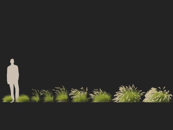 Pennisetum alopecuroides Pennstripe – Swamp Foxtail Grass 02 3D Model - Image 10