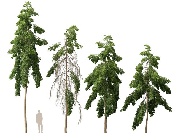 Carallia brachiata Honiara - Freshwater Mangrove 3D Model - Image 8
