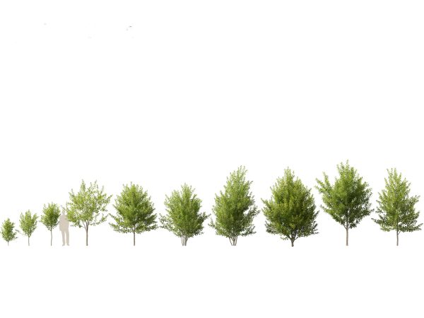 Backyard Garden Essentials Pack 18 - Image 13