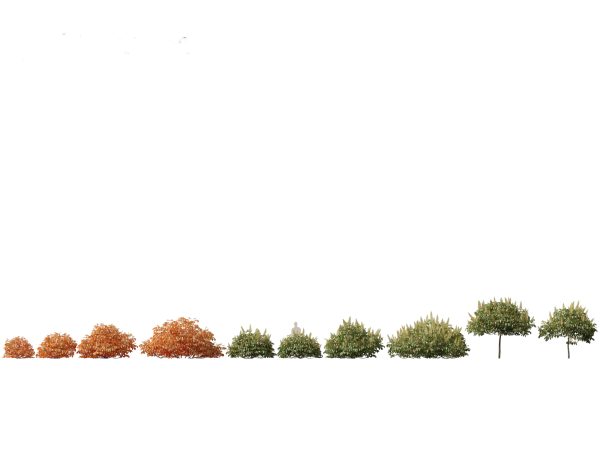 North American Trees & Shrubs Pack 43 - Image 5