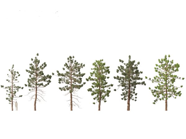 Pines, Cedars & Conifers Pack 22 - Image 3