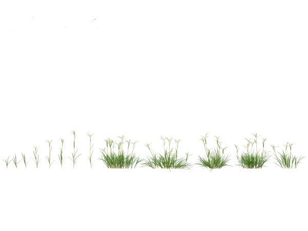 Meadow & Grassland Plants Pack 34 - Image 12