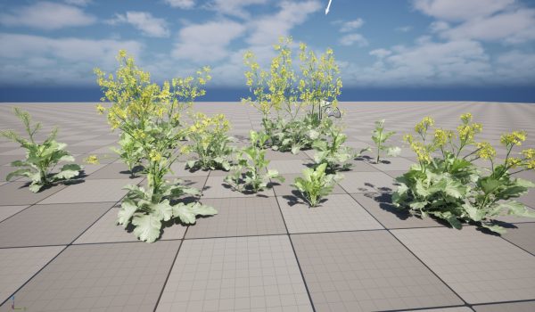UE5 Wind Plants – Brassica juncea - Chinese Mustard