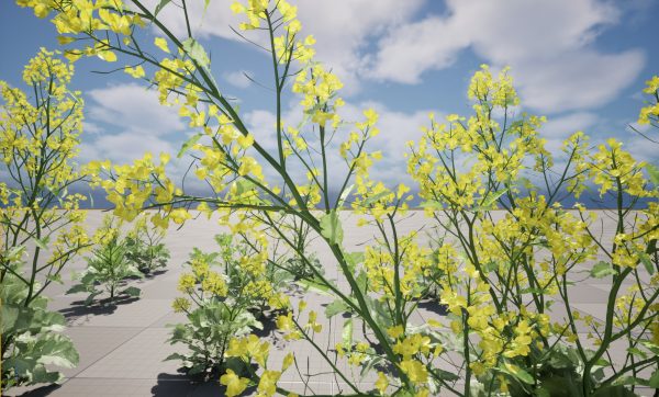 UE5 Wind Plants – Brassica juncea - Chinese Mustard - Image 3