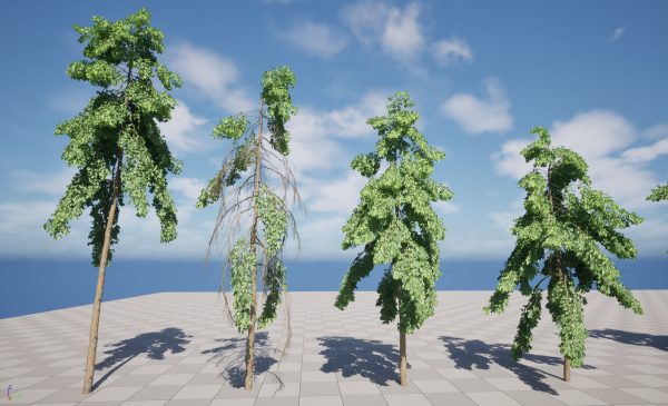 UE5 Wind Plants – Carallia brachiata Honiara - Freshwater Mangrove - Image 3