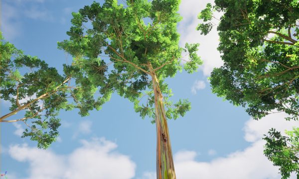 UE5 Wind Plants – Eucalyptus deglupta - Rainbow Gum - Image 3