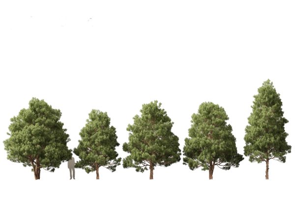 Arid & Savanna Trees Pack 24 - Image 2