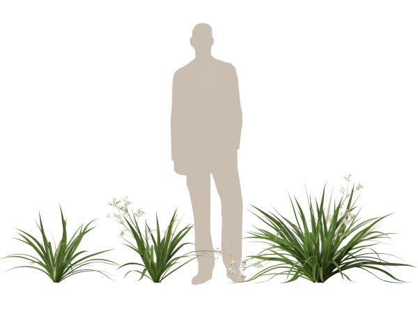 Libertia paniculata - Branching grass-flag 3D Model - Image 10