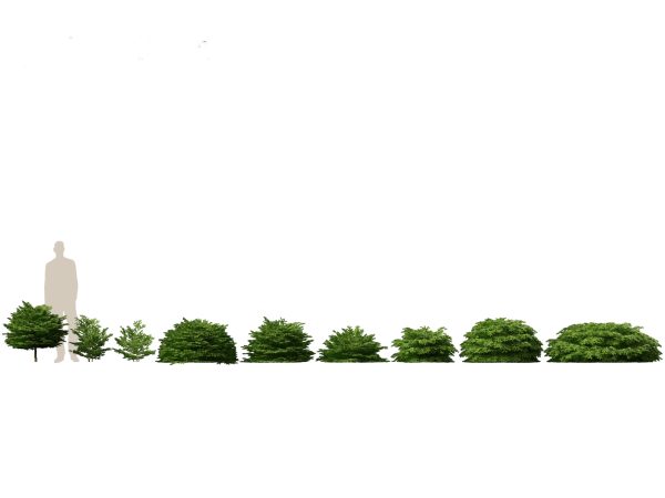 Evergreen Conifers Pack 05 - Image 7
