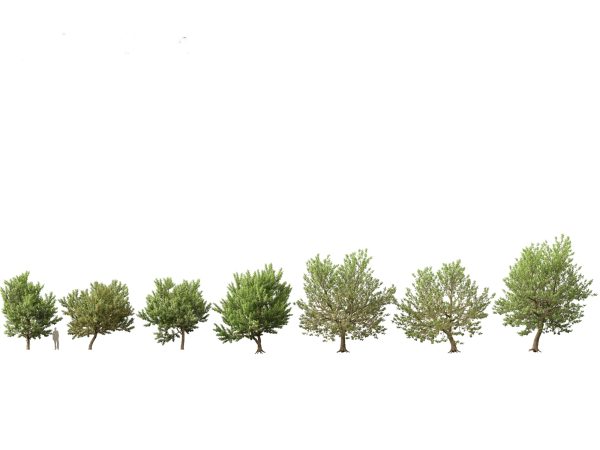 Northern Forest Trees Pack 19 - Image 2