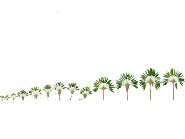 Tropical Giants & Blooms Pack 01 - Image 13