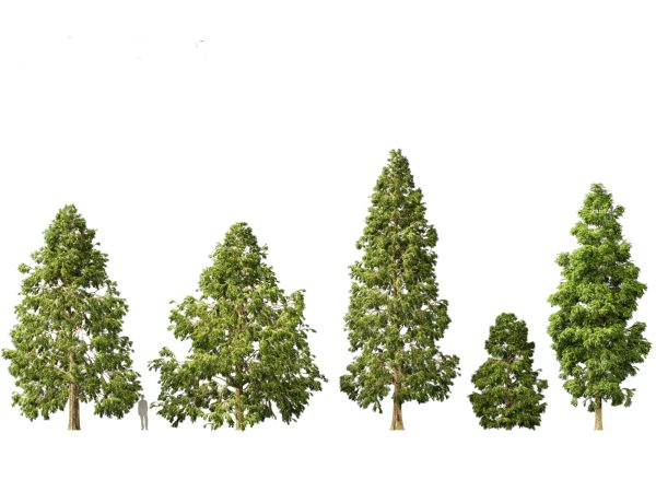 Evergreen Conifers Pack 05 - Image 6