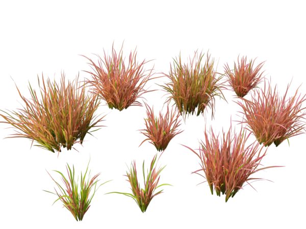 Elegant Garden Grasses Pack 38 - Image 13