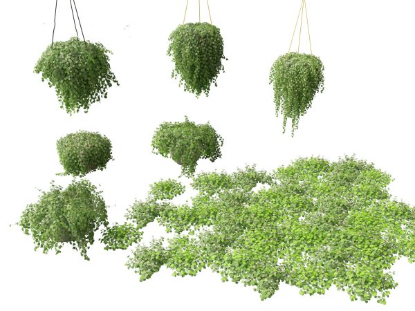 Ornamental Grasses & Groundcovers Pack 48 - Image 8