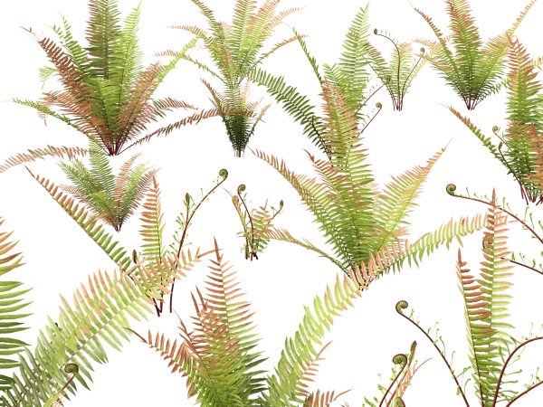 Aquatic & Wetland Plants Pack 45 - Image 16