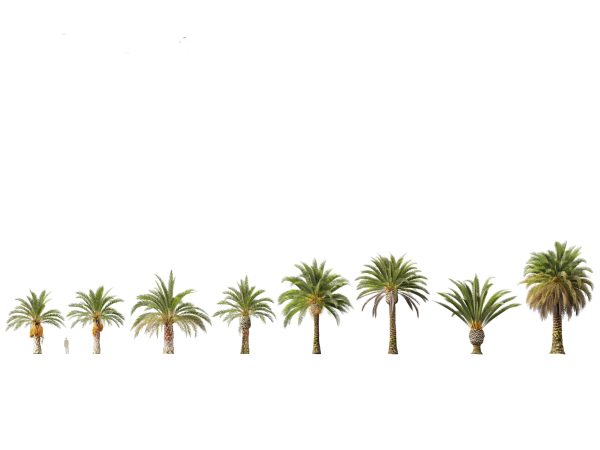 Palms & Exotics Pack 25 - Image 14