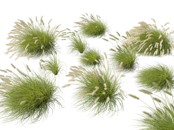 Pennisetum alopecuroides Pennstripe – Swamp Foxtail Grass 02 3D Model