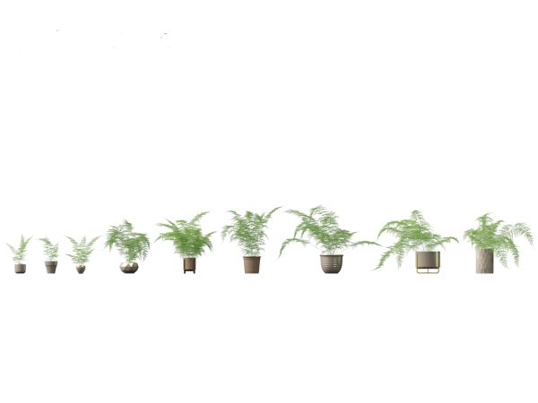 Chic Indoor Potted Plants Pack 27 - Image 2