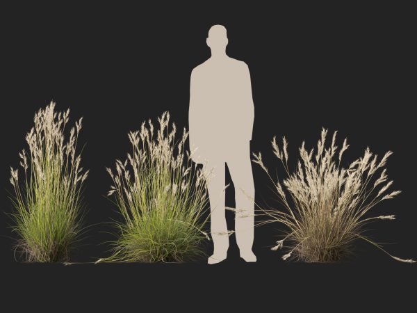 Rytidosperma caespitosum - Common Wallaby-grass 3D Model - Image 10