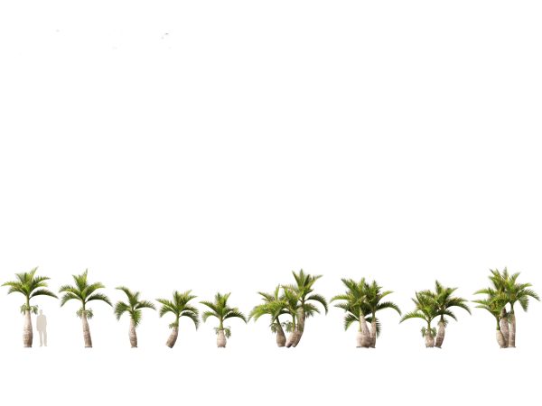 Tropical Giants & Palms Pack 02 - Image 11