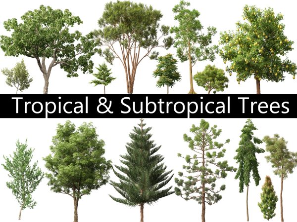 Tropical & Subtropical Trees Pack 46