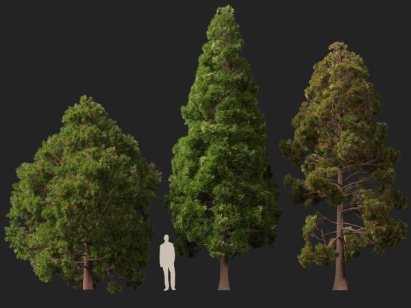 UE5 Wind Plants - cryptomeria japonica - Japanese cedar - Image 6
