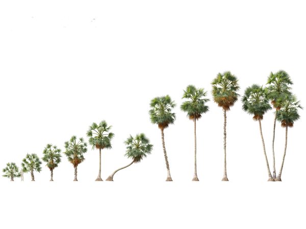Tropical Giants & Palms Pack 02 - Image 5