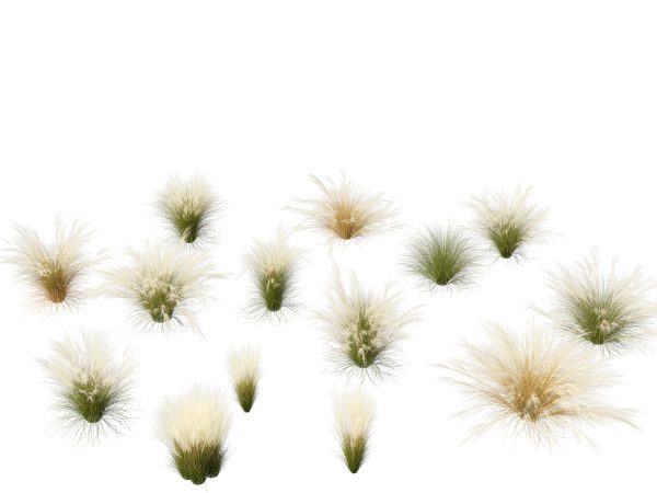 Decorative Ornamental Grasses Pack 29 - Image 13