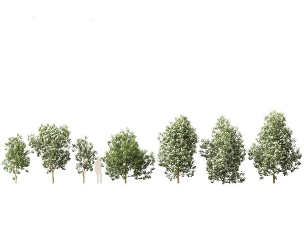 Australian Native Trees Pack 31 - Image 2