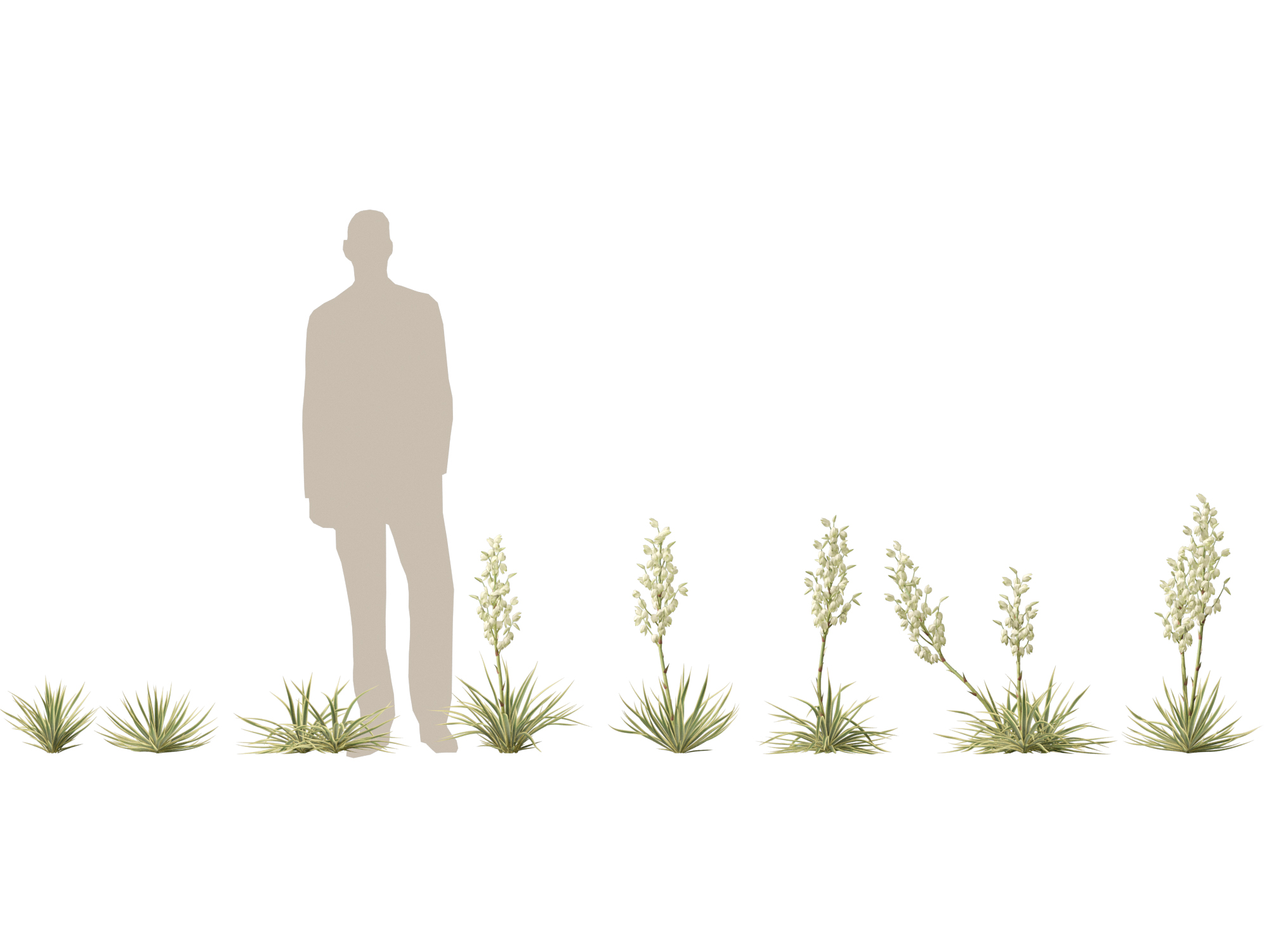 Yucca filamentosa - Adam's needle - Image 2