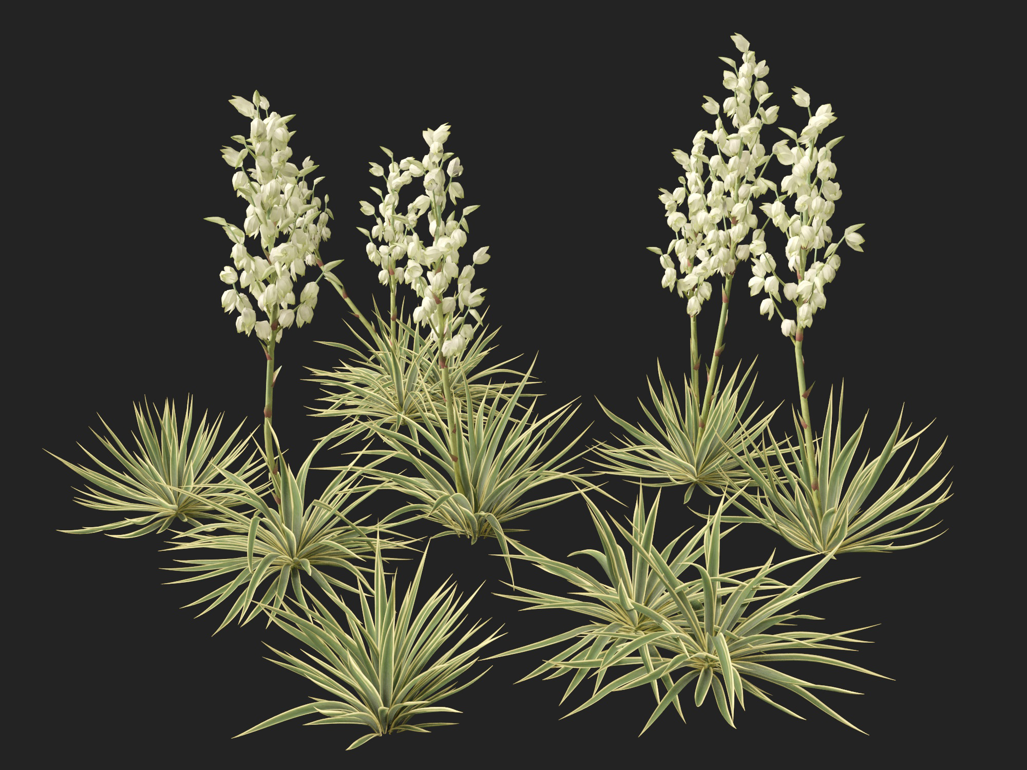 Yucca filamentosa - Adam's needle - Image 5