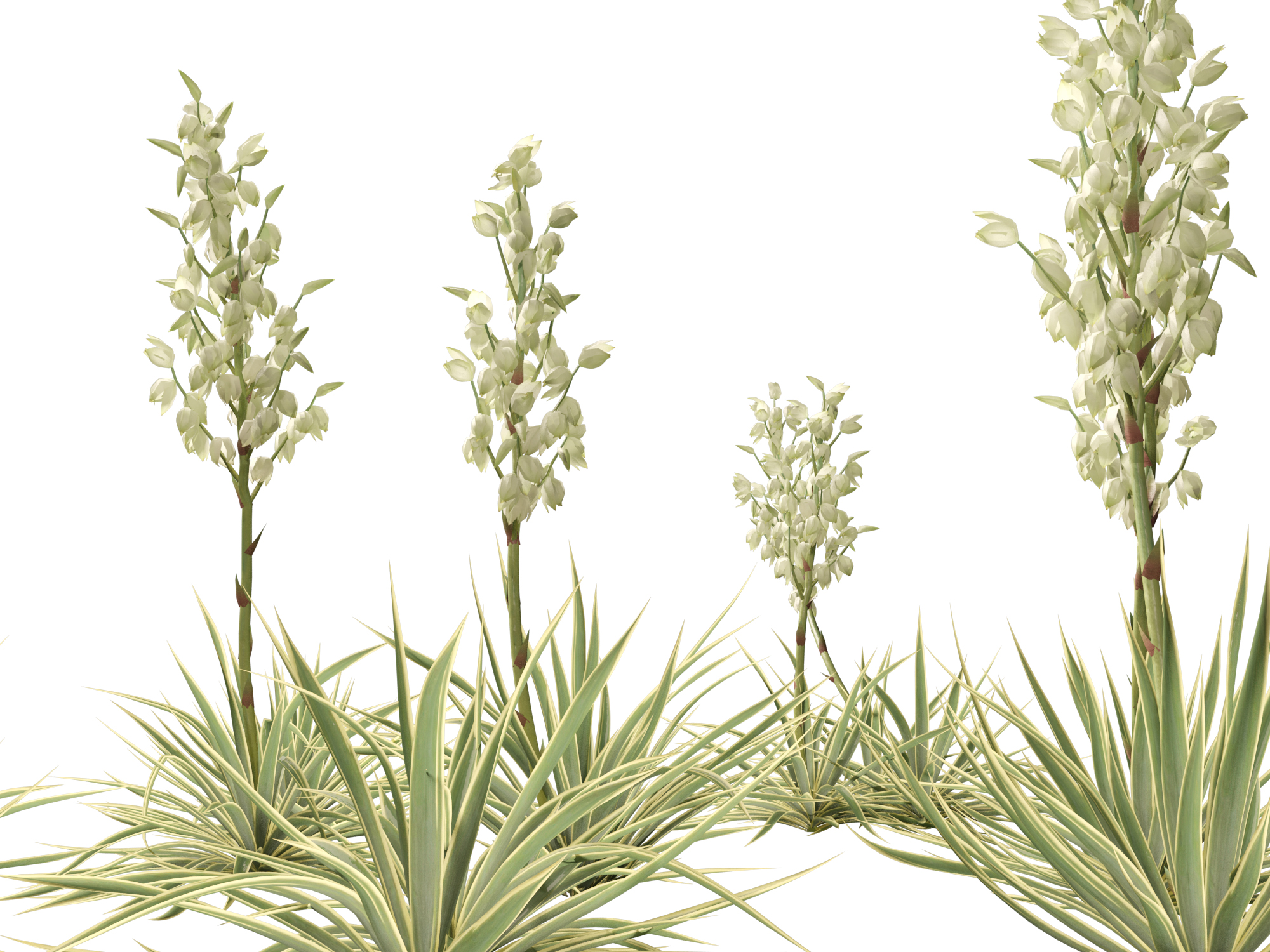 Yucca filamentosa - Adam's needle - Image 4