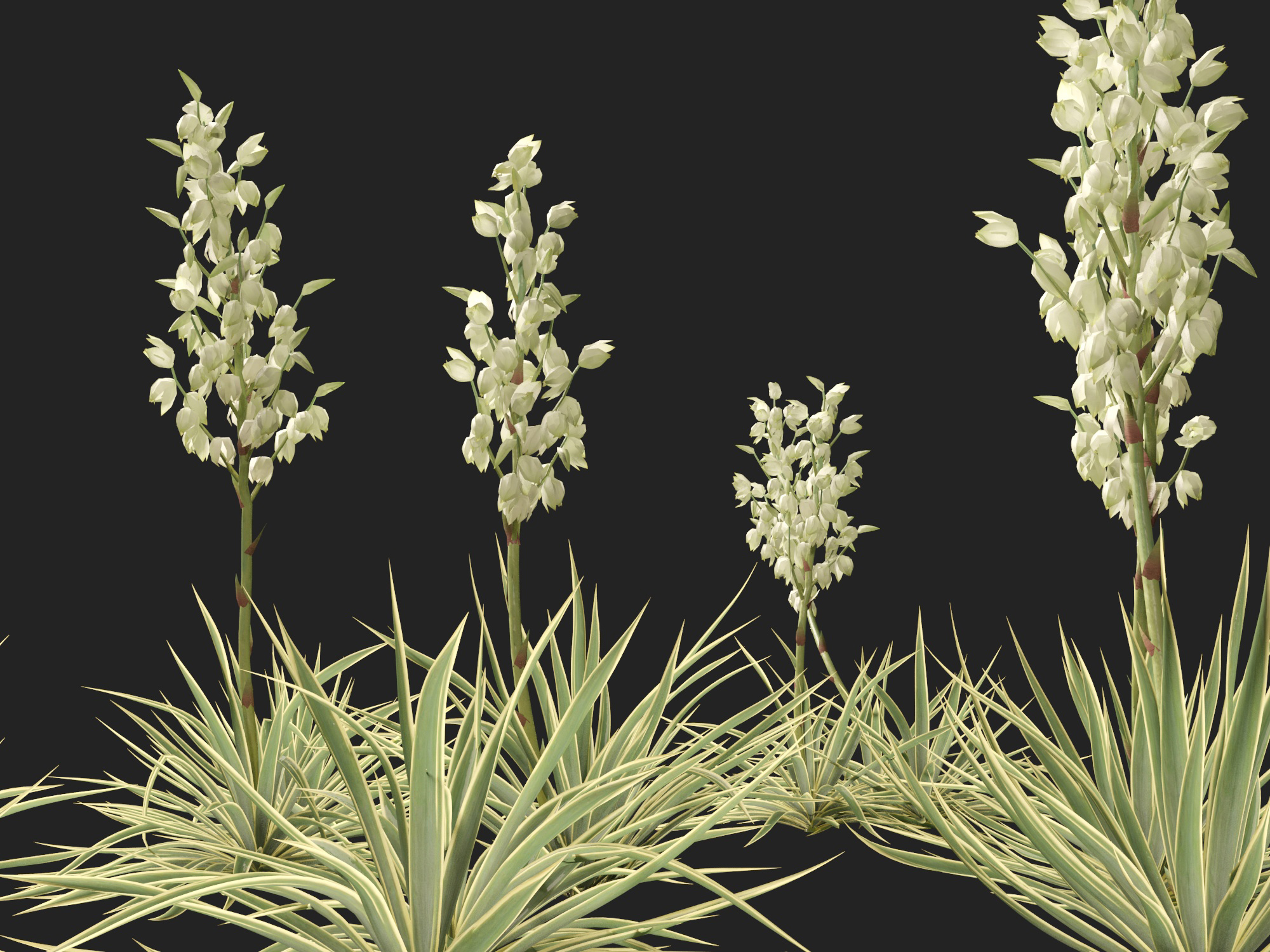 Yucca filamentosa - Adam's needle - Image 3