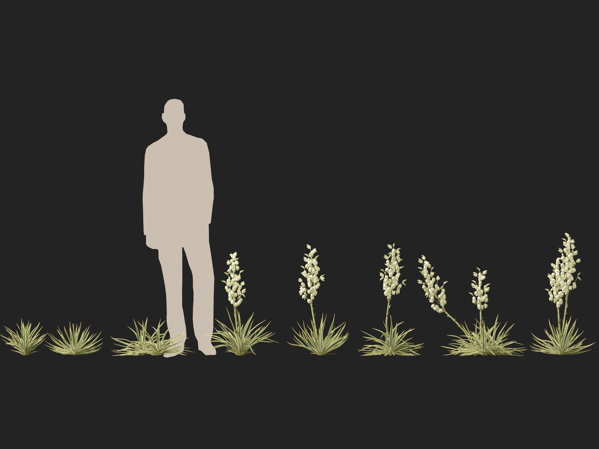 Yucca filamentosa - Adam's needle - Image 12