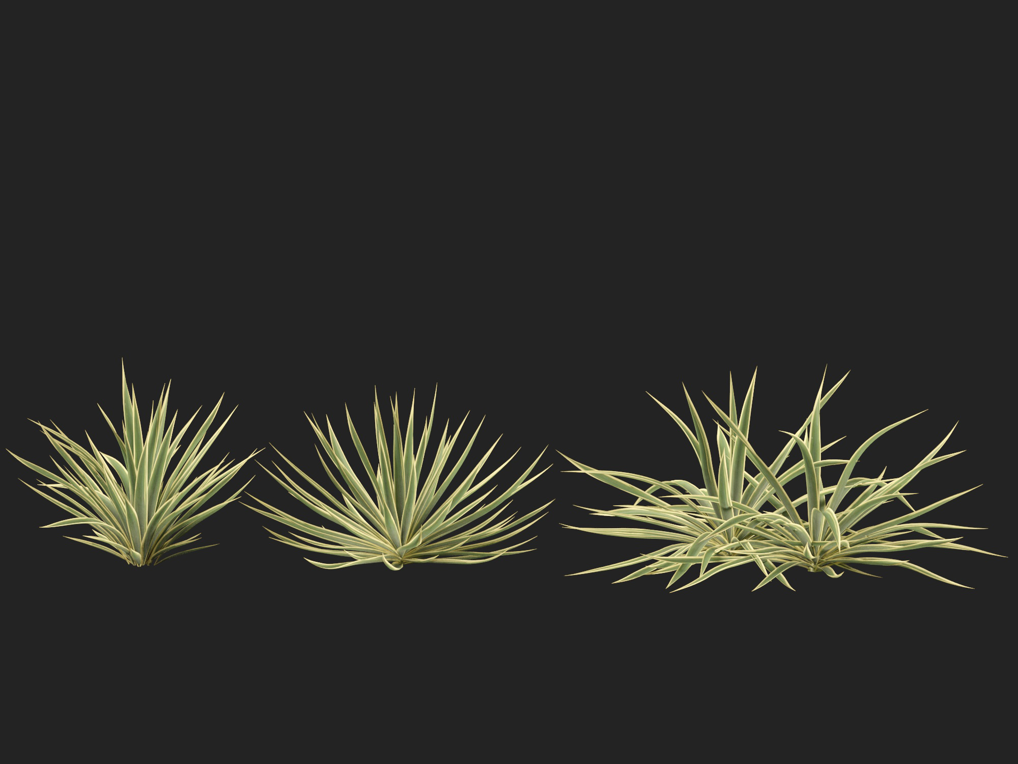 Yucca filamentosa - Adam's needle - Image 10