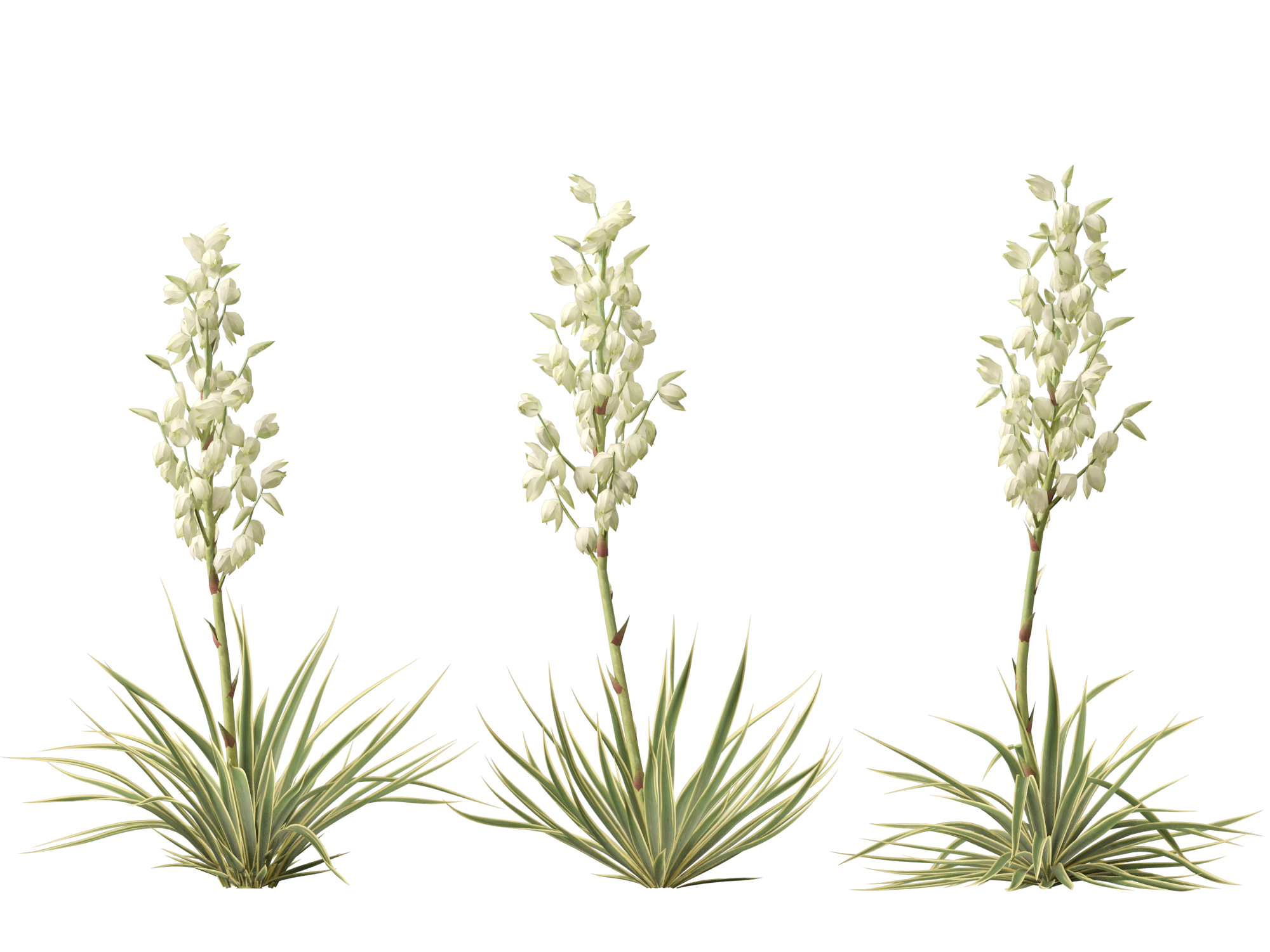 Yucca filamentosa - Adam's needle - Image 9