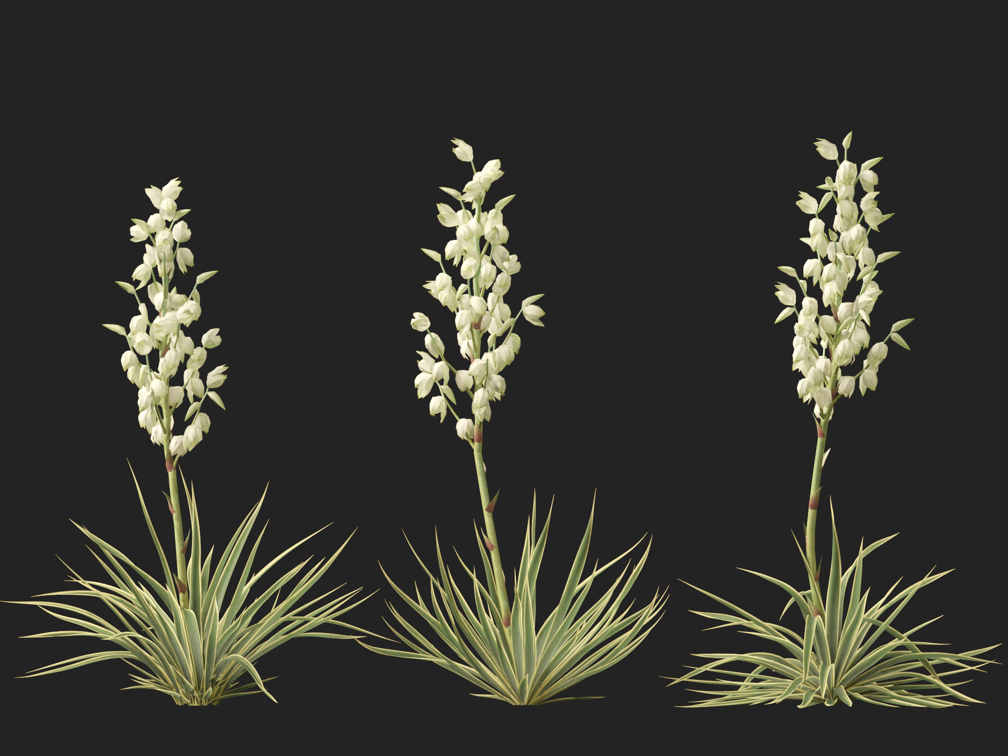 Yucca filamentosa - Adam's needle - Image 8