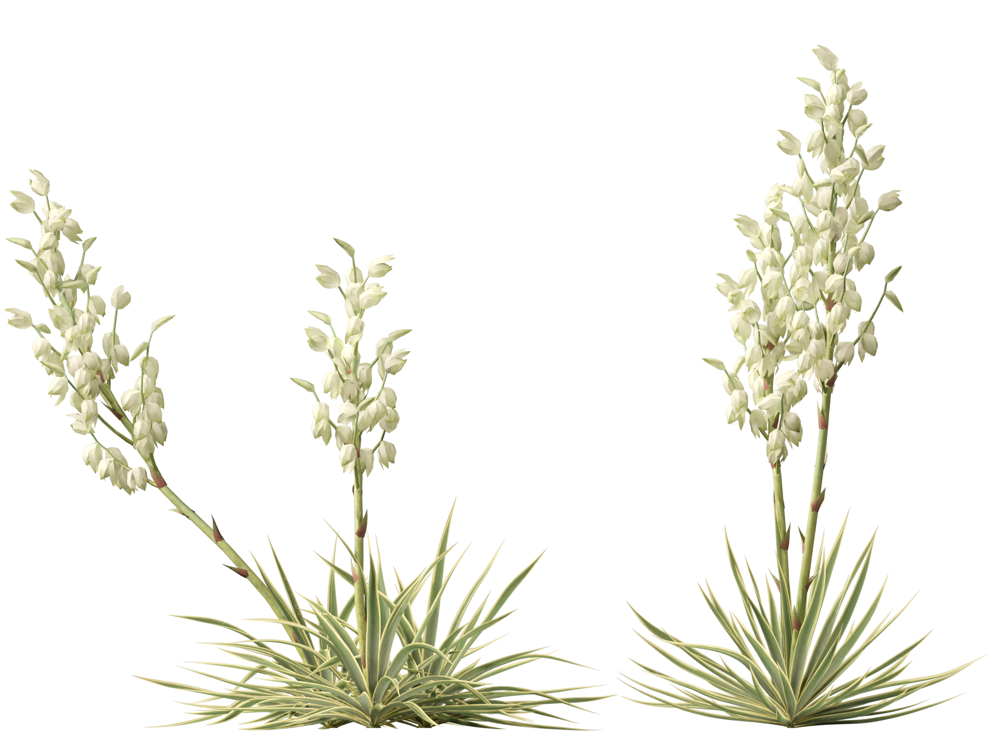 Yucca filamentosa - Adam's needle - Image 7