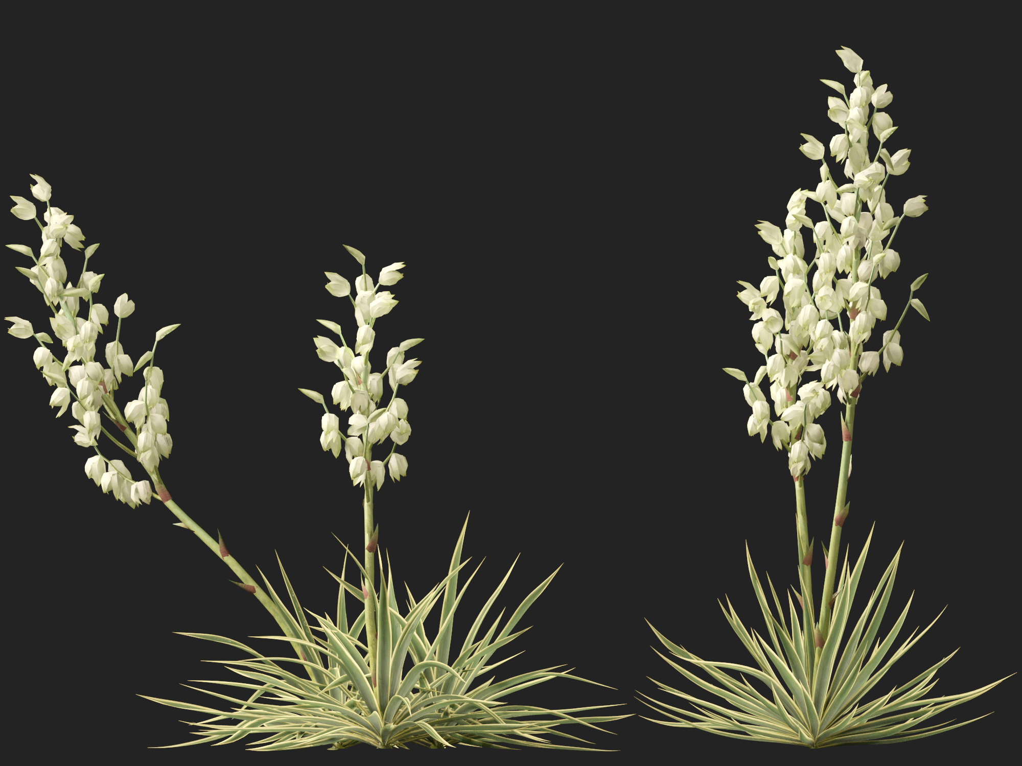 Yucca filamentosa - Adam's needle - Image 6