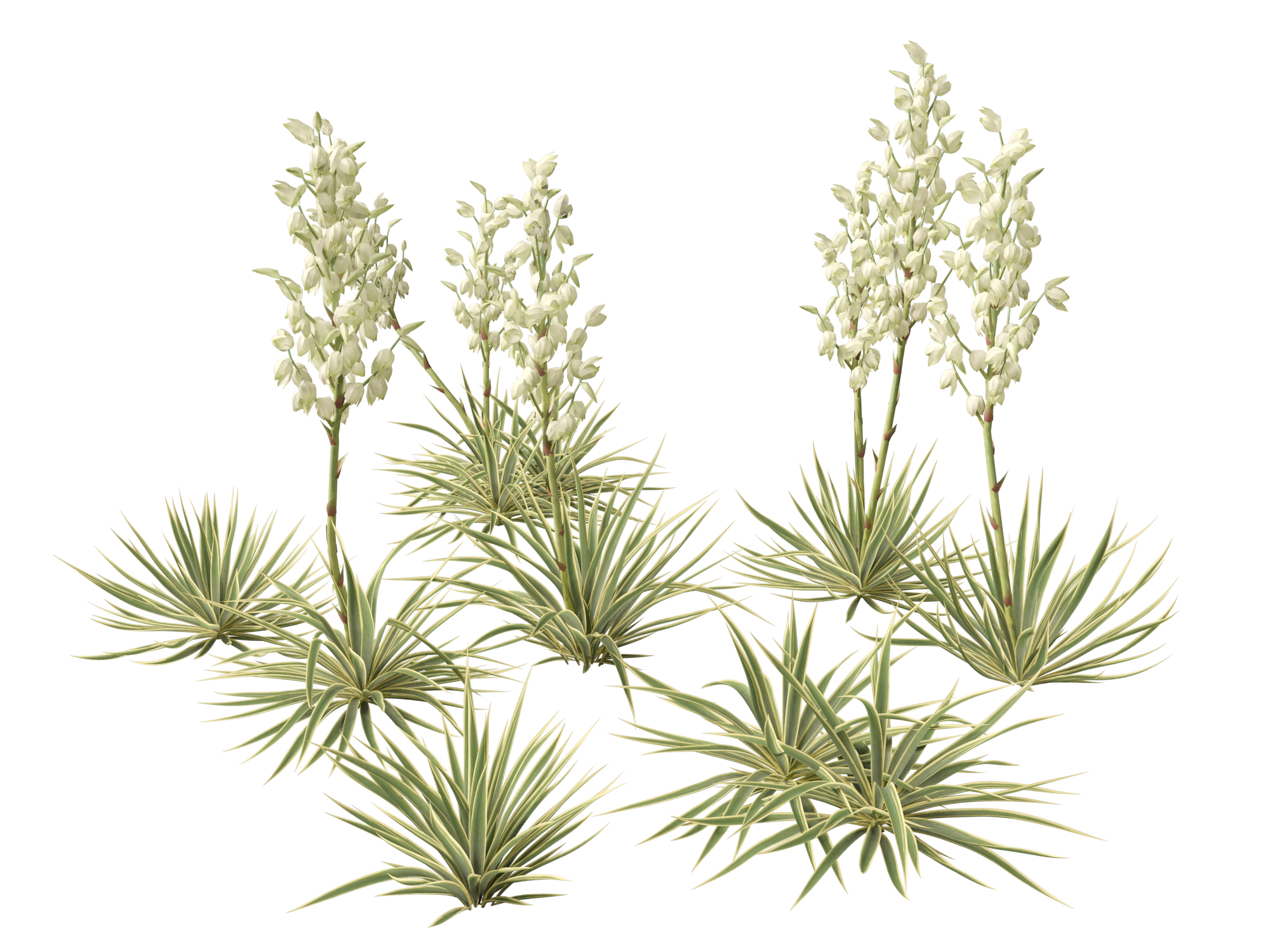 Yucca filamentosa - Adam's needle