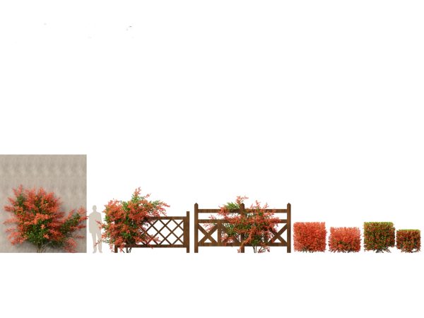 Exotic Vines & Climbers Pack 37 - Image 13