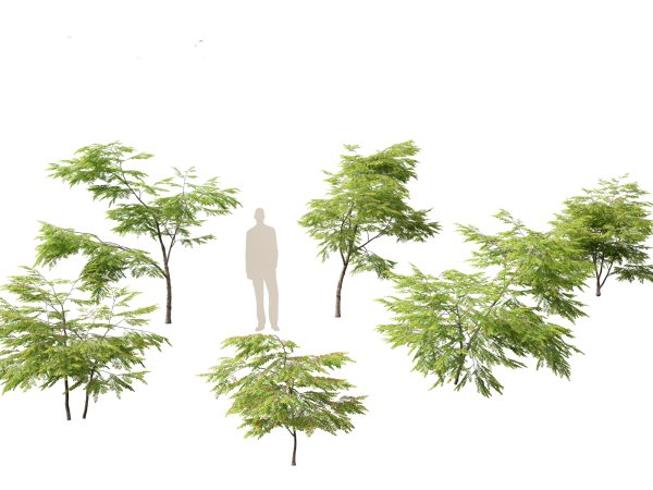 Exotic Tropical Greenery Pack 36 - Image 4